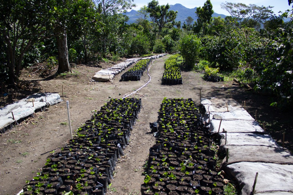 coffee farm in Panama